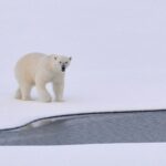 Polar Bear Week Inspires Climate Action During Annual Polar Bear Gathering