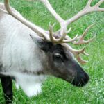 Government of Canada invests $3.8 million to support barren-ground caribou conservation in the Northwest Territories