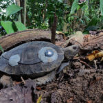 Asian Giant Tortoises Rewilded to a Protected Forest in Nagaland, India